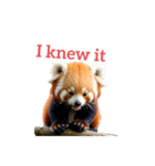 レッサーパンダ red panda2（個別スタンプ：12）