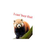 レッサーパンダ red panda2（個別スタンプ：16）