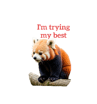 レッサーパンダ red panda2（個別スタンプ：17）