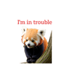 レッサーパンダ red panda2（個別スタンプ：18）