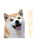 てら①（個別スタンプ：2）