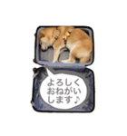 てら①（個別スタンプ：7）