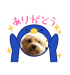 わんわんスタンプ4 犬 プードル マルチーズ（個別スタンプ：18）