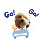 わんわんスタンプ4 犬 プードル マルチーズ（個別スタンプ：21）