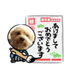 わんわんスタンプ4 犬 プードル マルチーズ（個別スタンプ：29）