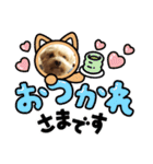 わんわんスタンプ4 犬 プードル マルチーズ（個別スタンプ：35）