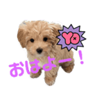 鶴岡犬（個別スタンプ：2）