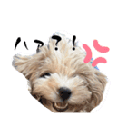 鶴岡犬（個別スタンプ：3）
