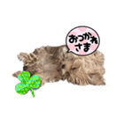 鶴岡犬（個別スタンプ：5）