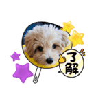 鶴岡犬（個別スタンプ：8）