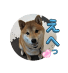 柴犬☆豆柴ちゃま の日常使える挨拶など（個別スタンプ：1）