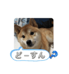 柴犬☆豆柴ちゃま の日常使える挨拶など（個別スタンプ：2）