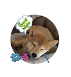 柴犬☆豆柴ちゃま の日常使える挨拶など（個別スタンプ：3）