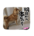 柴犬☆豆柴ちゃま の日常使える挨拶など（個別スタンプ：4）