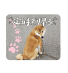 柴犬☆豆柴ちゃま の日常使える挨拶など（個別スタンプ：5）