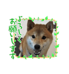 柴犬☆豆柴ちゃま の日常使える挨拶など（個別スタンプ：6）