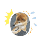 柴犬☆豆柴ちゃま の日常使える挨拶など（個別スタンプ：7）