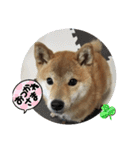 柴犬☆豆柴ちゃま の日常使える挨拶など（個別スタンプ：8）