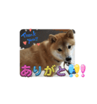 柴犬☆豆柴ちゃま の日常使える挨拶など（個別スタンプ：9）