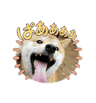 柴犬☆豆柴ちゃま の日常使える挨拶など（個別スタンプ：10）