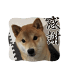 柴犬☆豆柴ちゃま の日常使える挨拶など（個別スタンプ：11）
