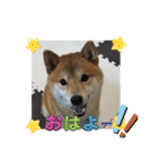 柴犬☆豆柴ちゃま の日常使える挨拶など（個別スタンプ：12）
