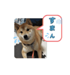 柴犬☆豆柴ちゃま の日常使える挨拶など（個別スタンプ：13）