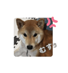柴犬☆豆柴ちゃま の日常使える挨拶など（個別スタンプ：14）