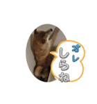 柴犬☆豆柴ちゃま の日常使える挨拶など（個別スタンプ：16）