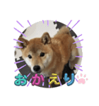 柴犬☆豆柴ちゃま の日常使える挨拶など（個別スタンプ：17）