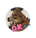 柴犬☆豆柴ちゃま の日常使える挨拶など（個別スタンプ：18）