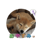 柴犬☆豆柴ちゃま の日常使える挨拶など（個別スタンプ：19）