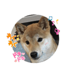 柴犬☆豆柴ちゃま の日常使える挨拶など（個別スタンプ：21）