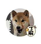 柴犬☆豆柴ちゃま の日常使える挨拶など（個別スタンプ：22）