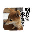 柴犬☆豆柴ちゃま の日常使える挨拶など（個別スタンプ：23）