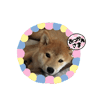 柴犬☆豆柴ちゃま の日常使える挨拶など（個別スタンプ：24）