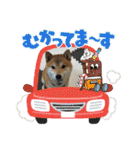 柴犬☆豆柴ちゃま の日常使える挨拶など（個別スタンプ：25）