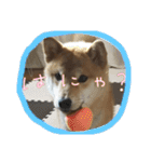 柴犬☆豆柴ちゃま の日常使える挨拶など（個別スタンプ：26）