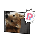 柴犬☆豆柴ちゃま の日常使える挨拶など（個別スタンプ：27）