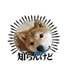 柴犬☆豆柴ちゃま の日常使える挨拶など（個別スタンプ：28）