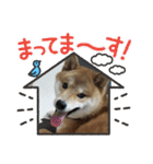 柴犬☆豆柴ちゃま の日常使える挨拶など（個別スタンプ：29）