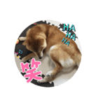 柴犬☆豆柴ちゃま の日常使える挨拶など（個別スタンプ：30）