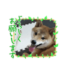 柴犬☆豆柴ちゃま の日常使える挨拶など（個別スタンプ：31）