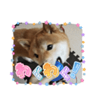 柴犬☆豆柴ちゃま の日常使える挨拶など（個別スタンプ：32）
