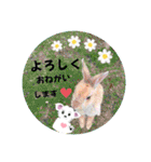 whiteチワワんこ 犬の日！（個別スタンプ：34）