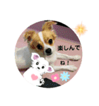 whiteチワワんこ 犬の日！（個別スタンプ：38）