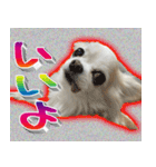 ナイスいぬ（個別スタンプ：3）