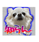 ナイスいぬ（個別スタンプ：5）
