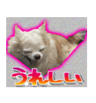 ナイスいぬ（個別スタンプ：16）