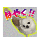 ナイスいぬ（個別スタンプ：29）